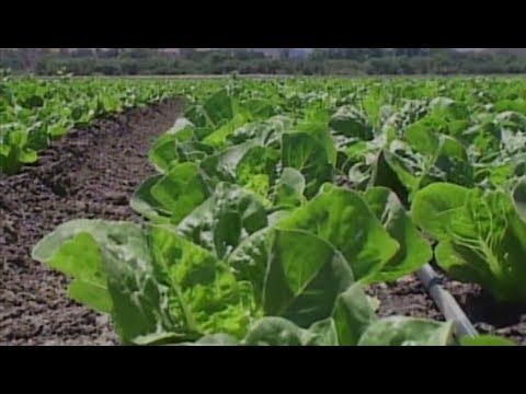 Local grocer: Find out source of origin of lettuce before buying it