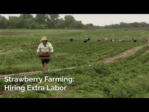 Strawberry Farming: Hiring Extra Labor