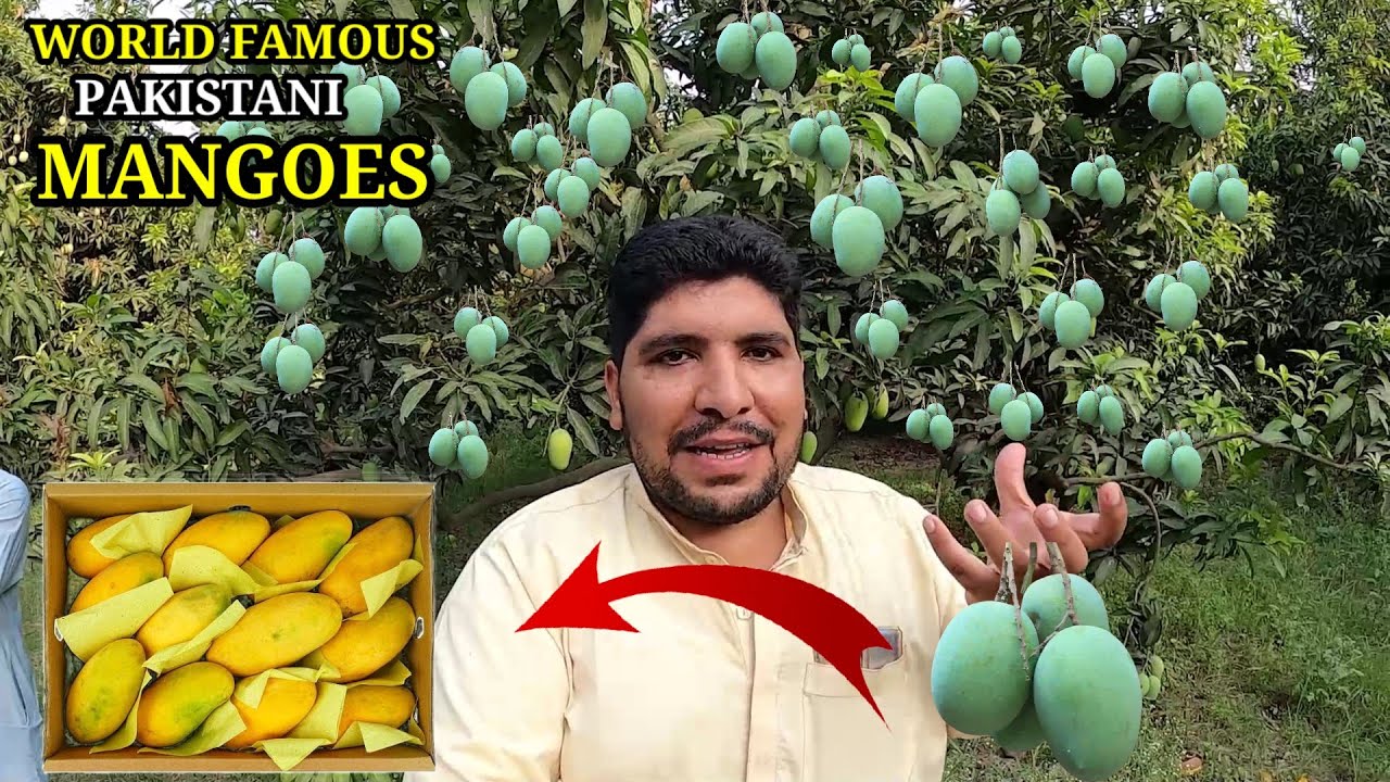 🥭 WORLD FAMOUS PAKISTANI MANGOES |Mango: King of Fruits - The Journey of Pakistani Mango