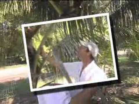 Florida Coconuts - We sell green coconuts! Coconut Fields Forever in Davie.  Eat Real Food