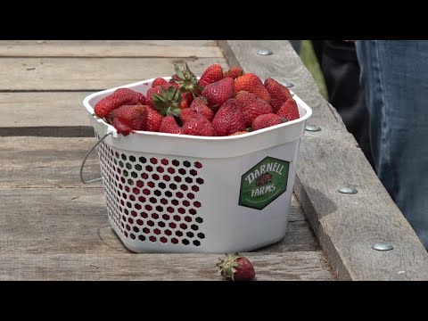 Strawberry prices rise, making local berries harder to find