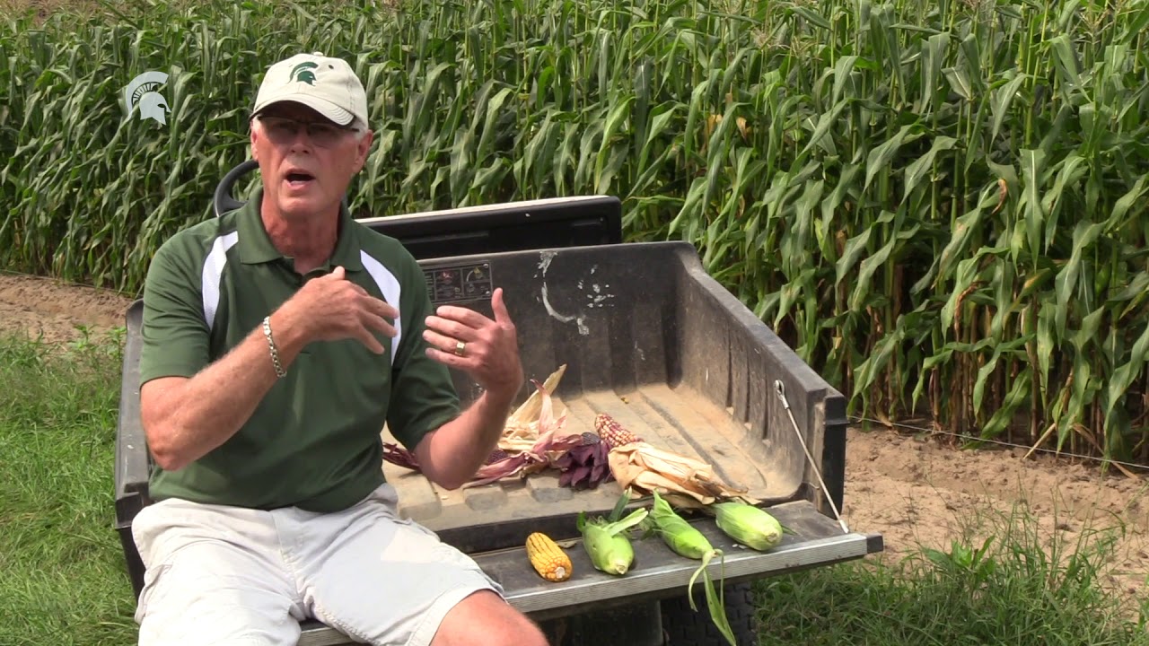 Michigan Summer Treats: Corn