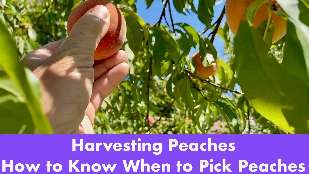 Harvesting Peaches   How to Know When to Pick Peaches