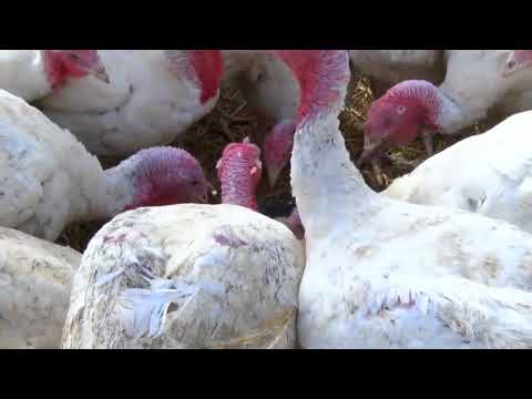 College student grows family's turkey farm at Sturges Orchards