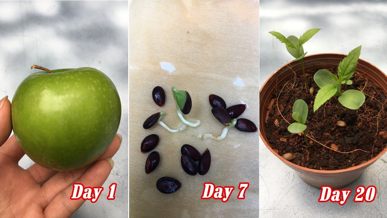 How to grow apples from seeds, sprout after 7 days