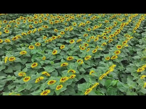 York County farm's Sunflower Festival runs this weekend