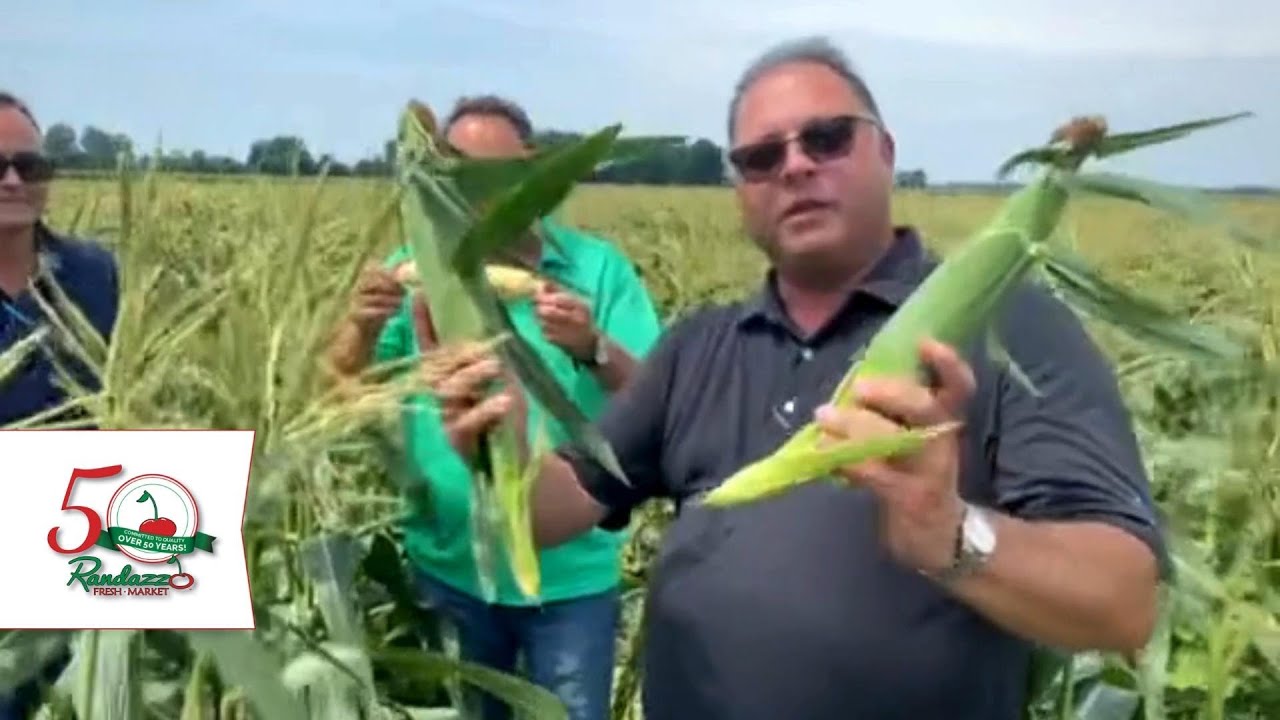 Michigan sweet corn