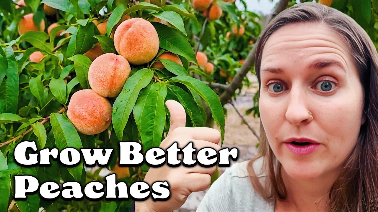 Peach Farmer Gives Ultimate Peach Growing Guide for Florida