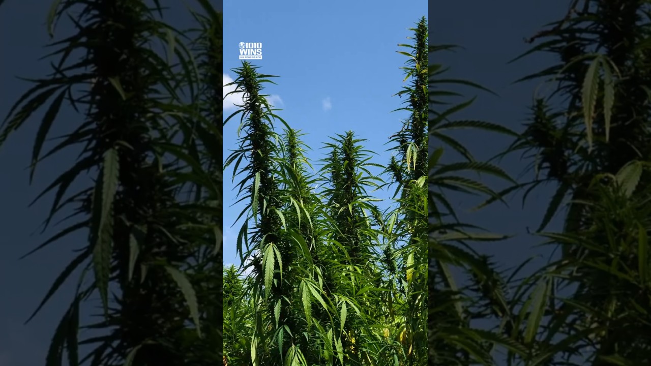 Hochul signs law allowing cannabis sales at approved events and farmers markets in NY