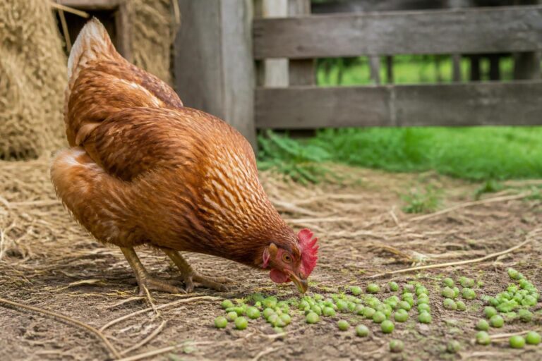 discover if chickens can safely eat peas with our comprehensive safety guide, covering health benefits, potential risks, and feeding tips.