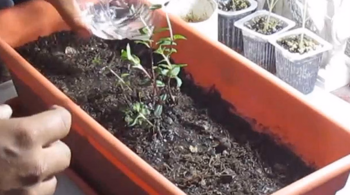 How to Grow Spinach Indoors: Growing Techniques