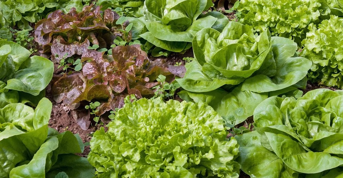 Piatt County Farm Sees Fourfold Increase in Lettuce Sales Despite Cyclospora Outbreak