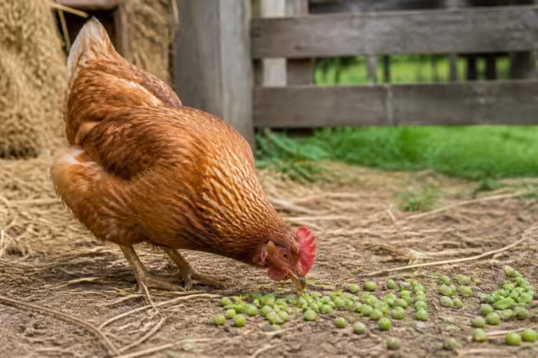 discover if chickens can safely eat peas with our comprehensive safety guide, covering health benefits, potential risks, and feeding tips.